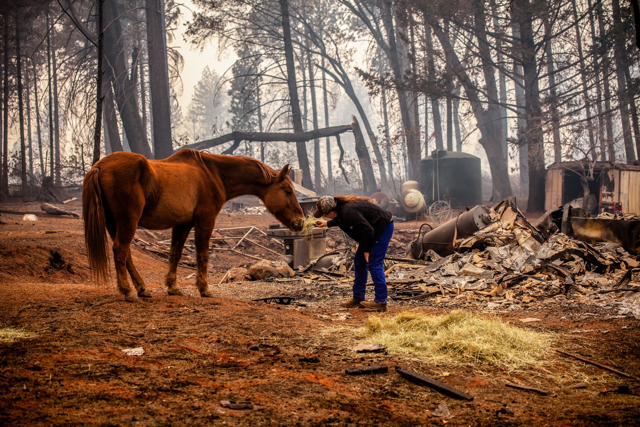 Wild animals are forgotten disaster victims—why should we care?