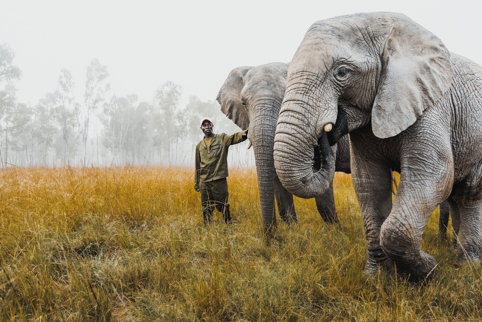 Wildlife Rescue Program Ifaw