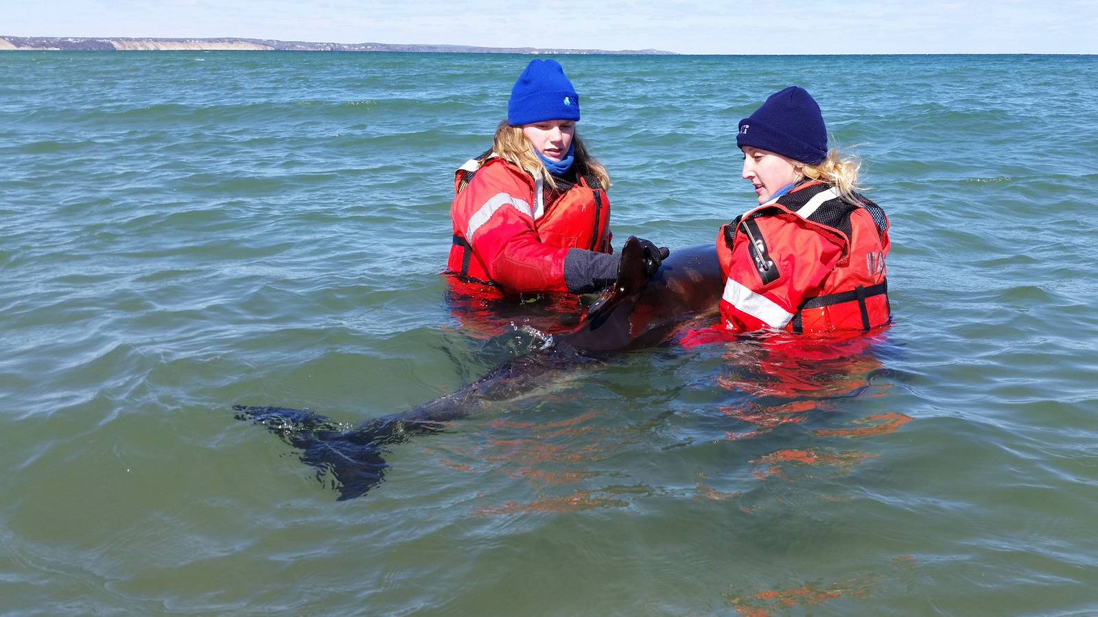 Marine Mammal Rescue and Research