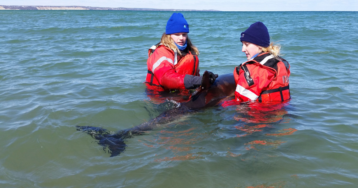 Marine Mammal Rescue and Research