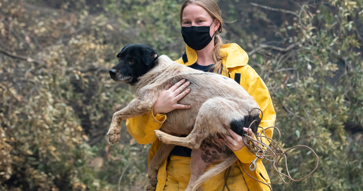 Rescuing animals during wildfires – United States | IFAW
