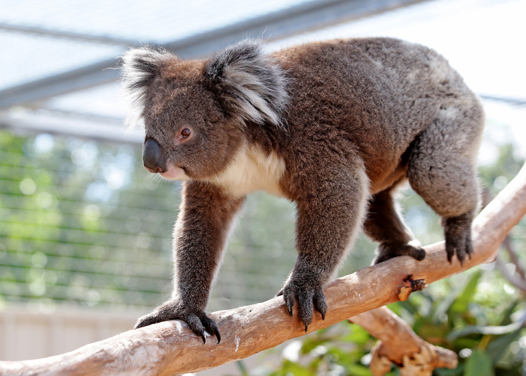 Friends of the Koala - Adopt a koala