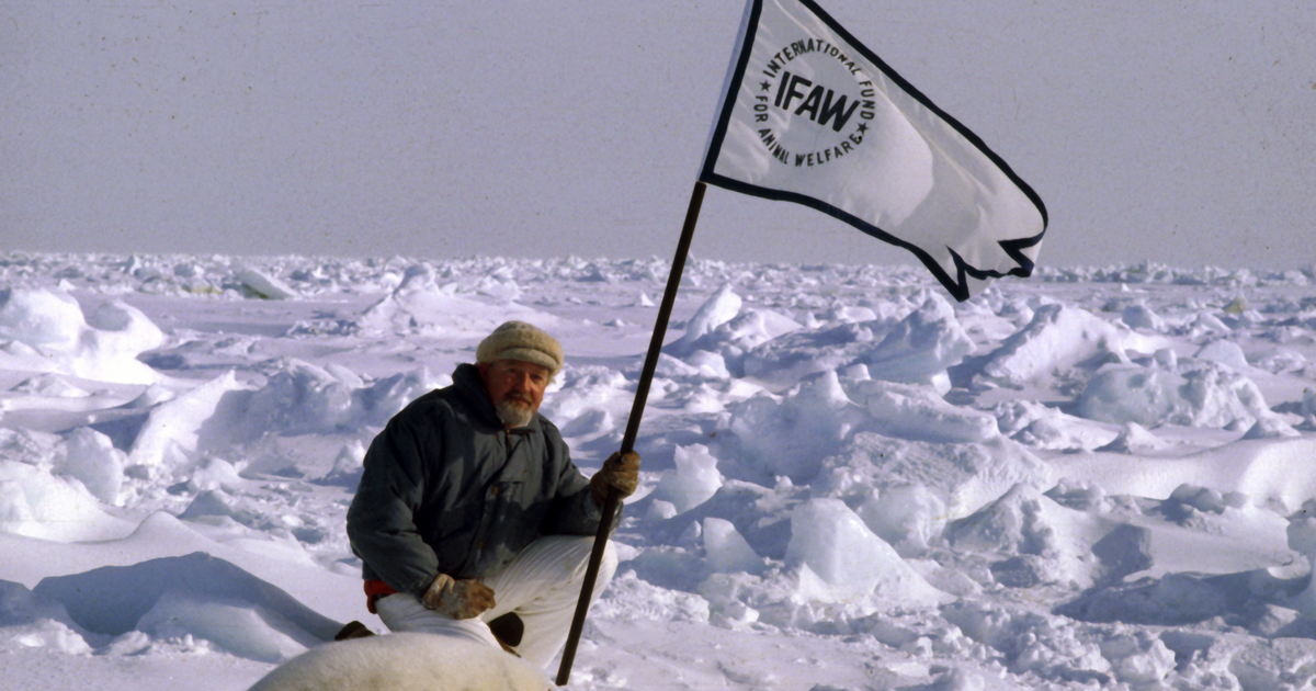 Ending the Commercial Seal Hunt Canada IFAW