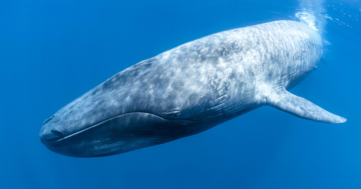 Wavwal Fish 21st Century Shipping | IFAW