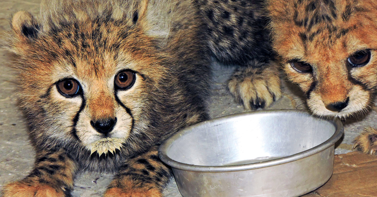 Strijden tegen de illegale handel in cheeta’s