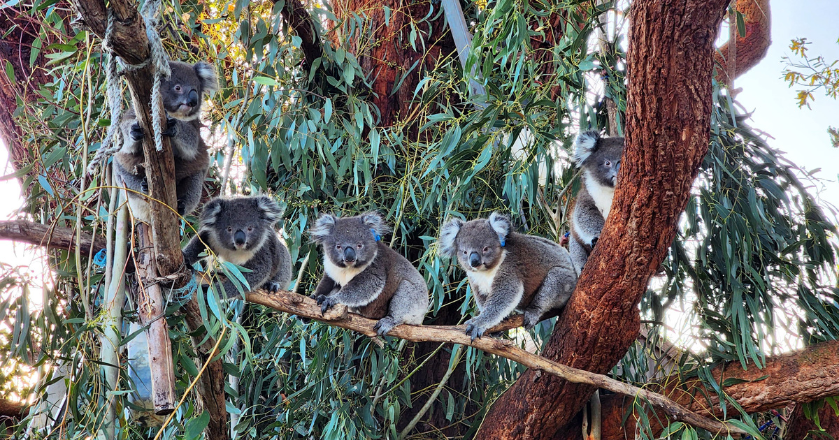 Rescuing, rehabilitating, and advocating for Victoria's koalas