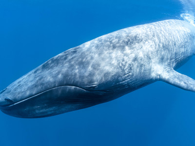 CATALYST PLANET - Humans are Leading Blue Whales Towards Extinction in Sri  Lanka via Pollution, Shipping and more