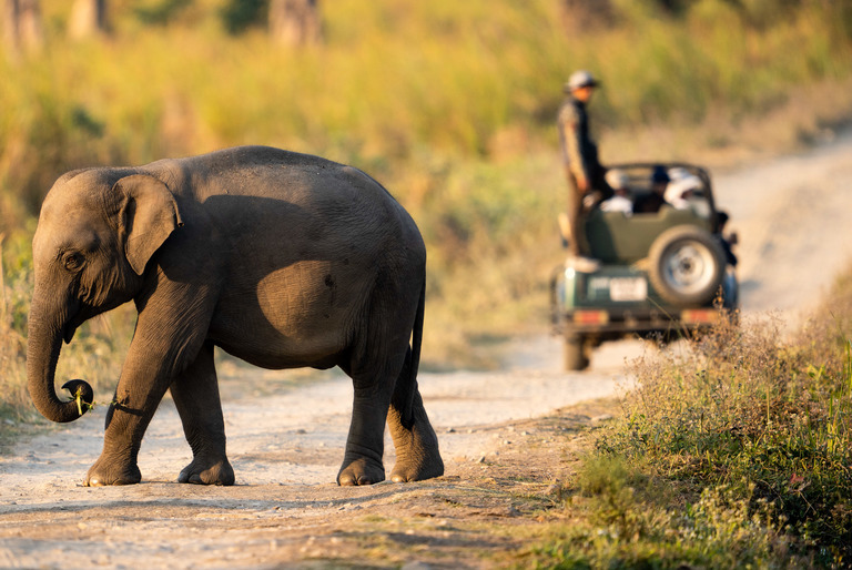 Centre For Wildlife Rehabilitation And Conservation India Ifaw