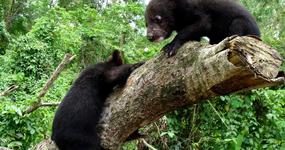 Centre for Bear Rehabilitation and Conservation - India | IFAW