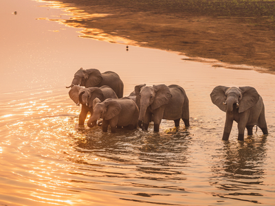 1 Elephants in water