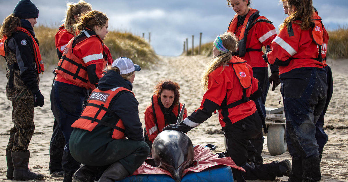 Stranded Marine Mammal Rescue and Research - Global | IFAW