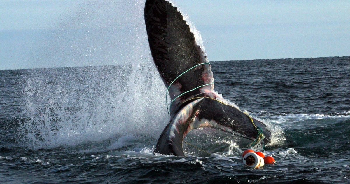 46 whales were confirmed entangled in fishing gear on West Coast in 2018