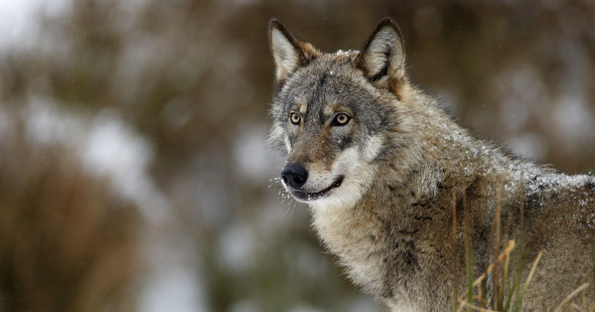 Wolf Monitoring and Integration - Germany | IFAW