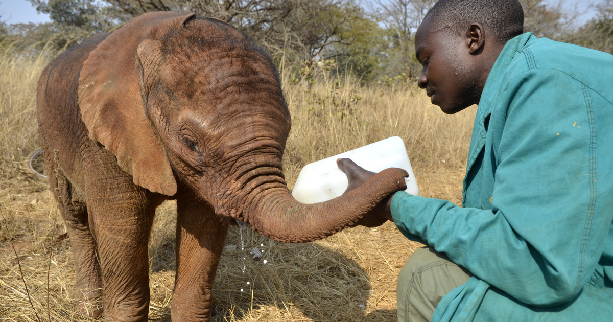 AFRIQUE DU SUD. Elle découvre un bébé éléphant dans son salon