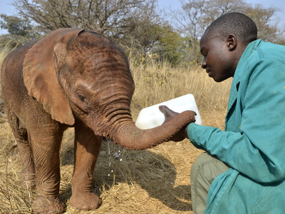 Quand un bébé éléphant apprend à se servir de sa trompe