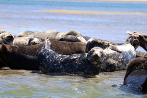 Koala Habitat Protection with Detection Dogs - Australia