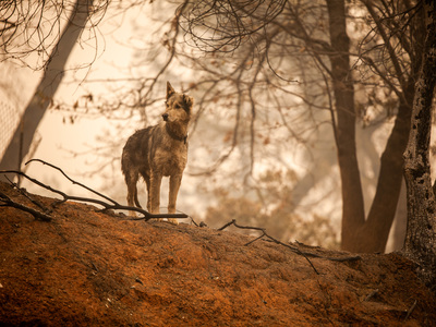 ifaw deploys to California to rescue animals during the wildfires