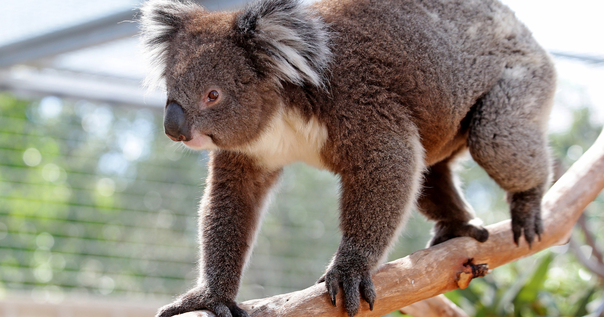Koala Protection: Rescue, Rehabilitate, Release, and Secure - Australia
