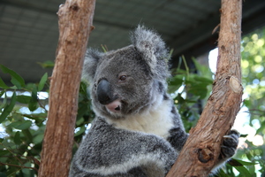 Koala Habitat Protection with Detection Dogs - Australia