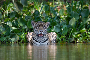 Hunting, deforestation, and fire threaten jaguars in the  Rainforest