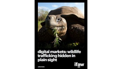 digital markets: wildlife trafficking hidden in plain site | IFAW