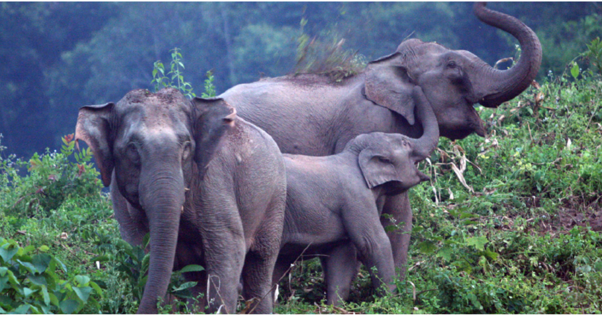 white china elephant