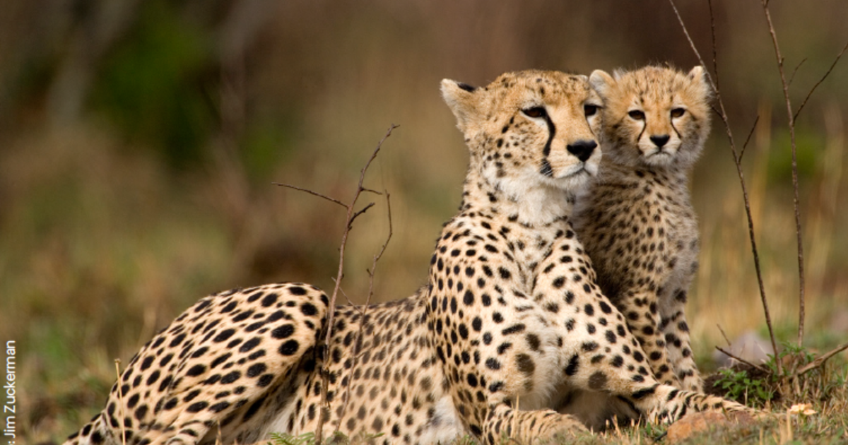 Legal intelligence for cheetah illicit trade – factsheet | IFAW