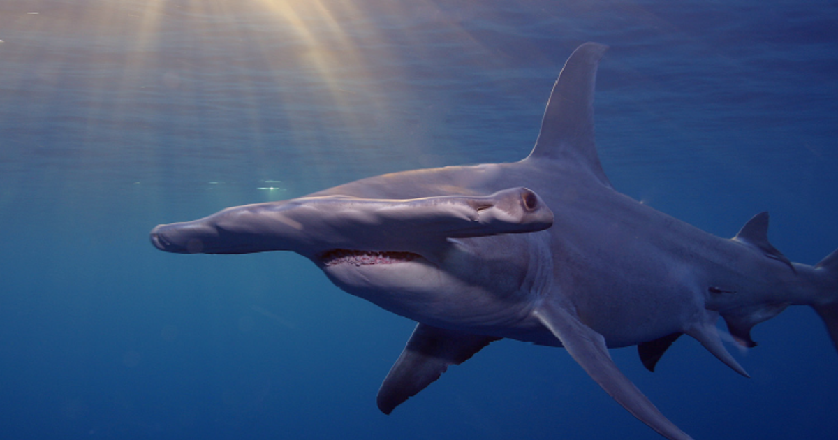 Sharks in trouble - factsheet | IFAW