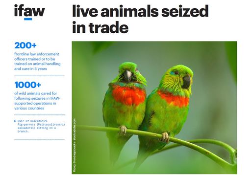live animals seized in trade - factsheet | IFAW