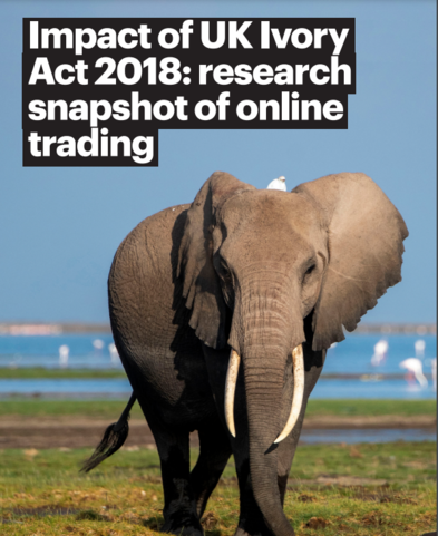 Picture of Ivory Act 2018