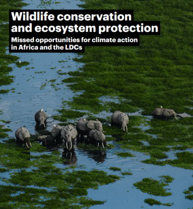 Wildlife conservation and ecosystem protection | IFAW