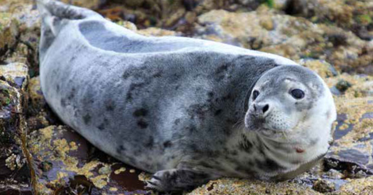 Seal shooting cruel, unnecessary and bad for business