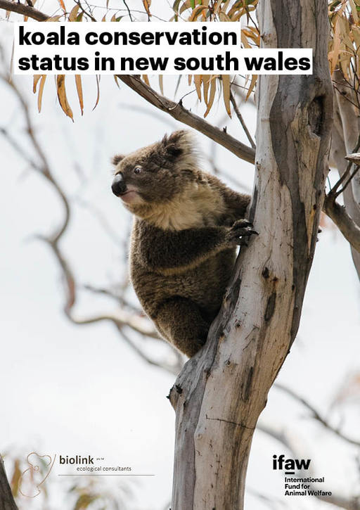 Koala Conservation Status In New South Wales
