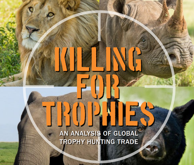 killing for trophies: an analysis of global trophy hunting trade | IFAW
