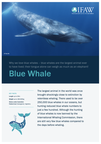 Blue Whale Facts | IFAW Fact Sheet