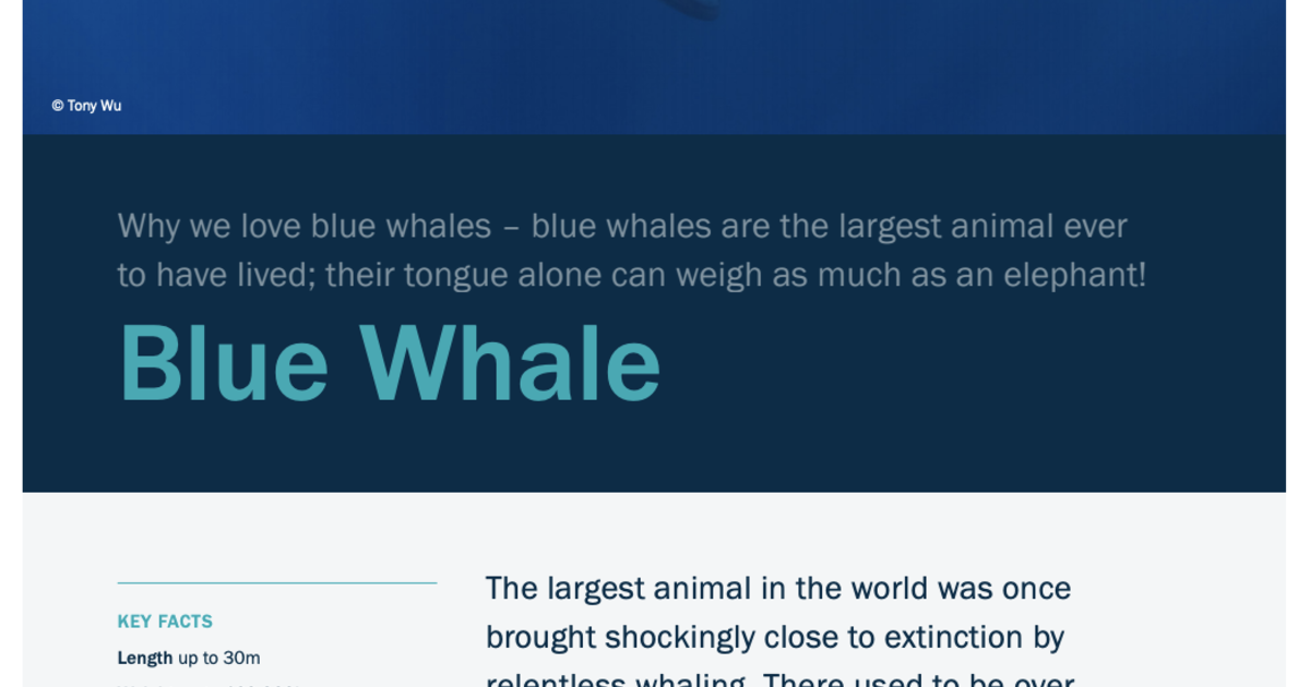 Blue Whale Facts | IFAW Fact Sheet