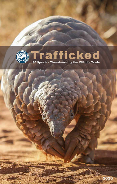 trafficked: 10 species threatened by the wildlife trade | IFAW