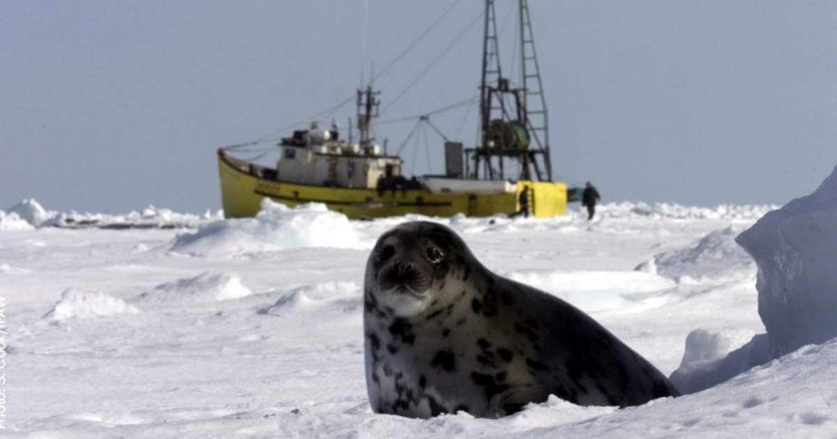 End commercial seal hunt in Canada factsheet IFAW