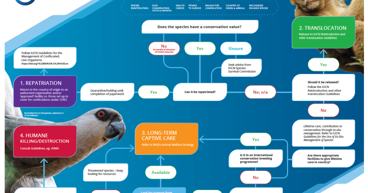 Decision Tree | IFAW