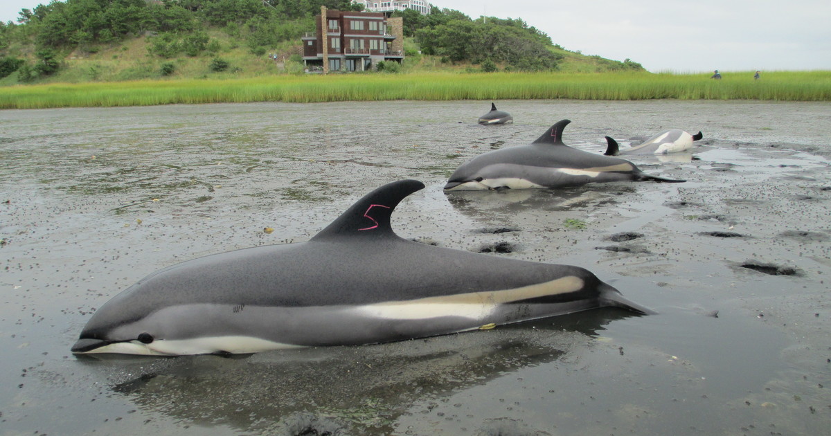 Report A Stranding