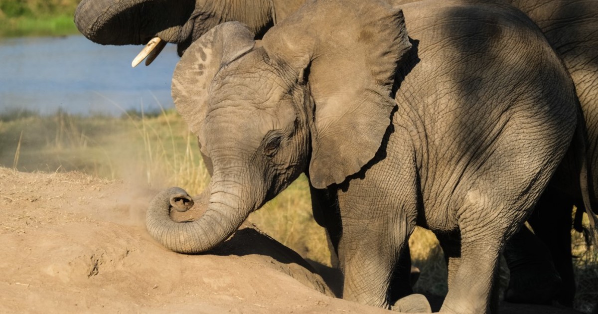 Réussite du sauvetage d'un éléphant orphelin au Zimbabwe | IFAW