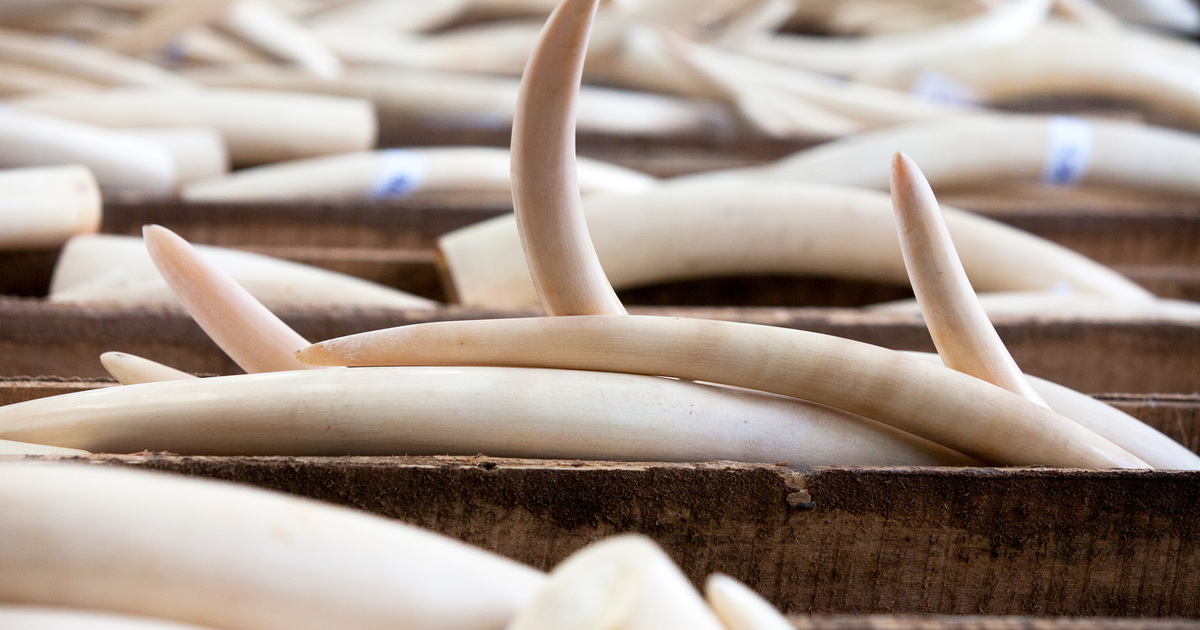 Banning Ivory Trade In Europe Ifaw