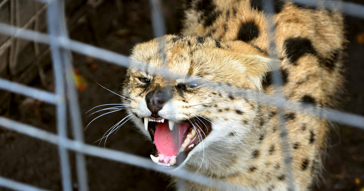 Handel in exotische huisdieren: wilde dieren gaan dood door likes